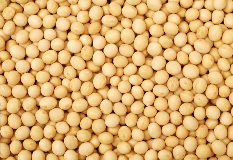 Import registration procedure of yellow peas notified