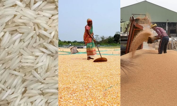 FAO forecasts 3.6 MT more world cereal production in 2023