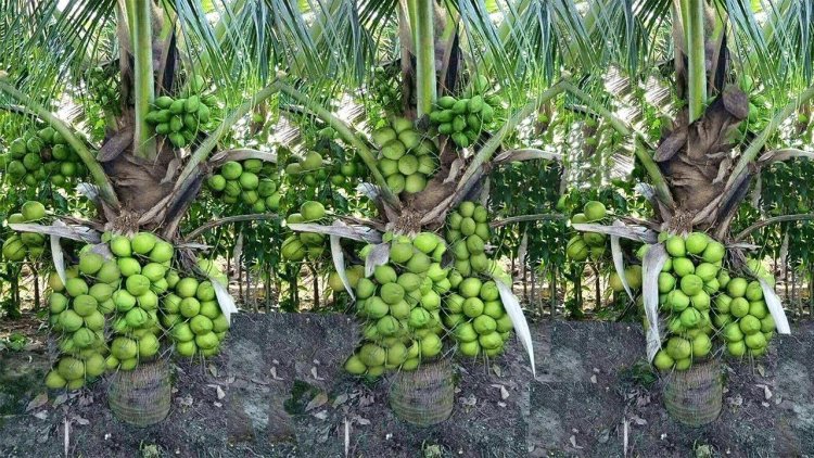 TN coconut growers to protest in Delhi