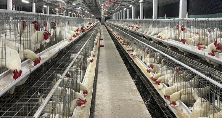 Indian poultry industry revenues to grow by 8-10pc in FY24