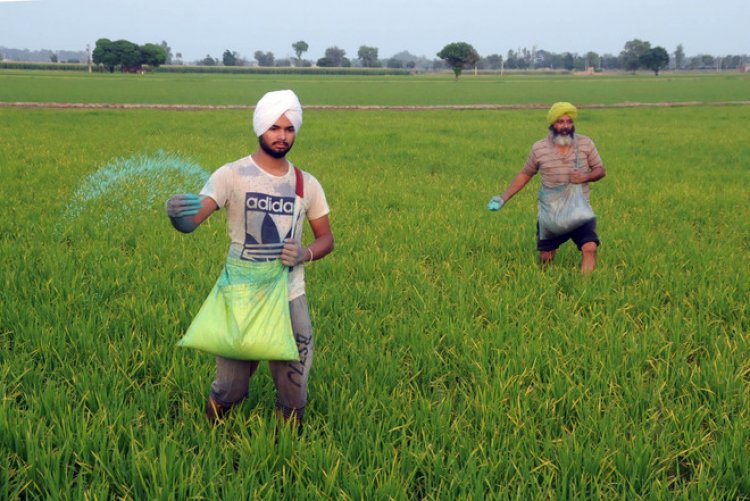 Incentivise crop diversification, rationalise power subsidy to divert farmers from paddy in Punjab