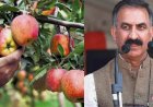 Himachal's Proposed Apple Procurement Policy Sparks Concern Among Growers Over 30-Bag Cap and Mandatory Farmer ID