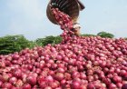 Centre Hikes Onion Procurement Price to Rs 2,125 per Quintal to Accelerate Buffer Stock Creation