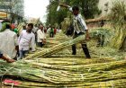 AISFF Opposes Proposed 10.25% Recovery Benchmark in Draft Sugarcane Order, Seeks Farmer-Centric Reforms