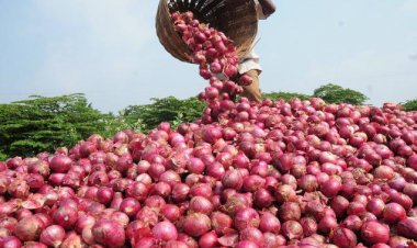 Exporters, not farmers, make money due to Govt’s decisions on onion export