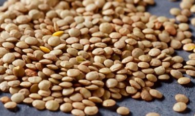 Masur output may hit new record at 16 lakh tonne this rabi season