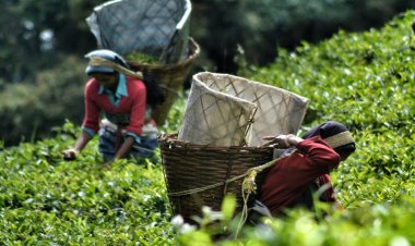 Tea exports declined by 1.65% to 182.69 million kg from January to October 2023