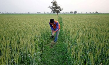 Wheat sown in over 340 lakh hectares, pulses area down this rabi season