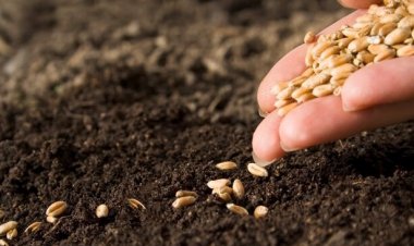 Union Budget must focus on innovation in the seed sector: FSII