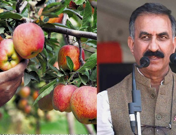Himachal's Proposed MIS Policy Raises Concerns Among Apple Growers Over 30-Bag Purchase Cap and Mandatory Farmer ID