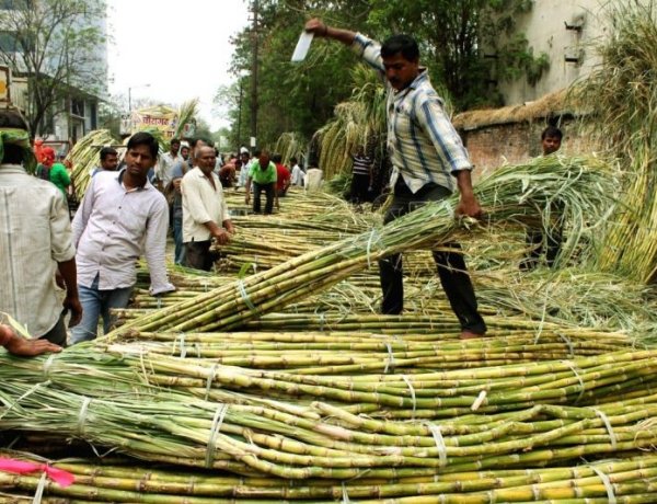AISFF Opposes Proposed 10.25% Recovery Benchmark in Draft Sugarcane Order, Seeks Farmer-Centric Reforms