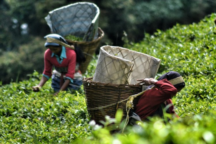 Tea exports declined by 1.65% to 182.69 million kg from January to October 2023
