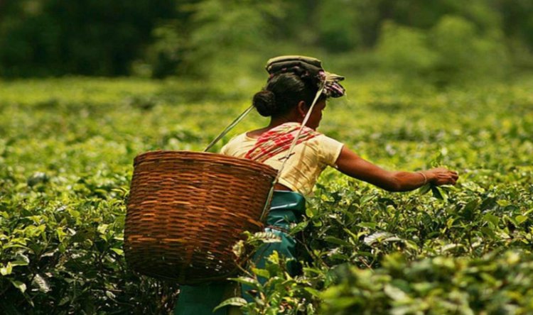 Tripura to get first tea auction centre