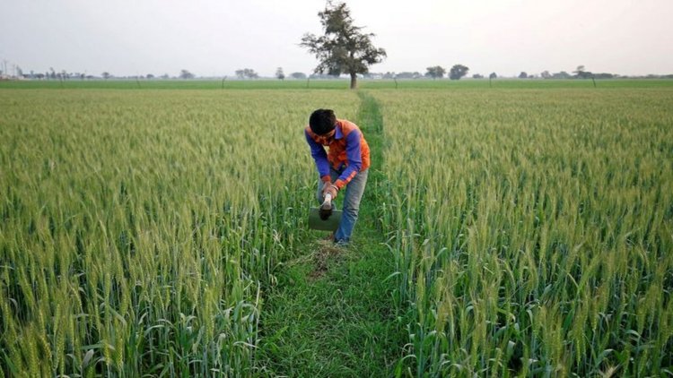 Wheat sown in over 340 lakh hectares, pulses area down this rabi season