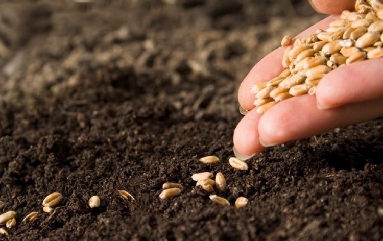 Union Budget must focus on innovation in the seed sector: FSII