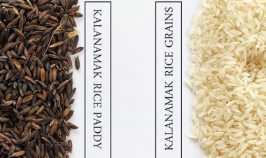 Rules framed for grading non-basmati aromatic rice