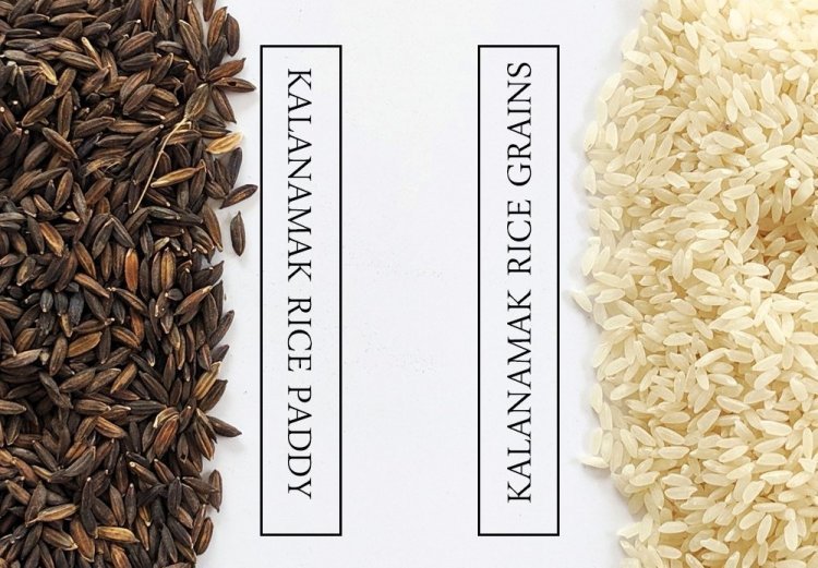 Rules framed for grading non-basmati aromatic rice