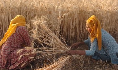 Food Grain Production In Crop Year 2023-24 To Decrease By 41 Lakh Tonnes