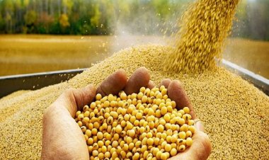 Higher soyameal shipments pushes up India's oilmeals export by 9pc to 5.16 LT in Feb