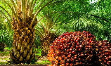 Centre's focus on palm cultivation in NE region