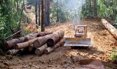 Concern over green credit use for compensatory afforestation