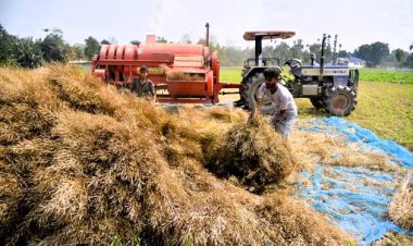 Mustard price drags far below MSP, farmers waiting for government procurement