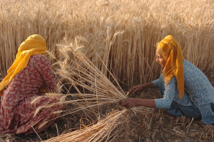 Food Grain Production In Crop Year 2023-24 To Decrease By 41 Lakh Tonnes