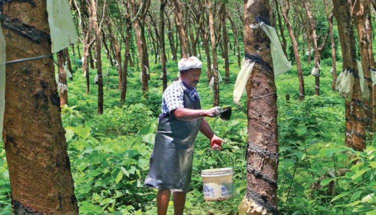 LDF govt in Kerala Hikes Rubber Subsidy Ahead of Election Schedule Release