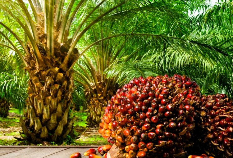 Centre's focus on palm cultivation in NE region