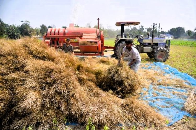 Mustard price drags far below MSP, farmers waiting for government procurement