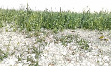 'Girdawari' ordered to assess crop loss due to hailstorm in Haryana