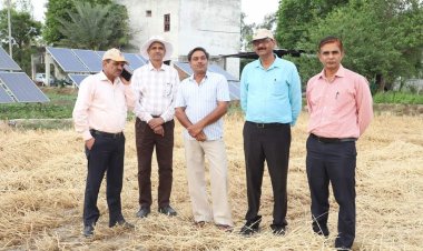 DBW 327 variety of wheat makes bumper record yield of 33.70 quintals per acre