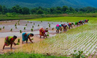 Sustainable food system requires innovation, investment and right policies: WRI