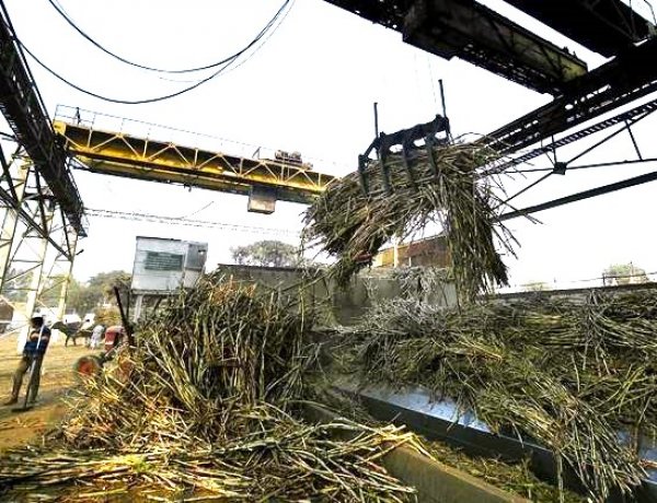 Early Closure of 248 Sugar Mills Signals Stress In India’s Cane Economy