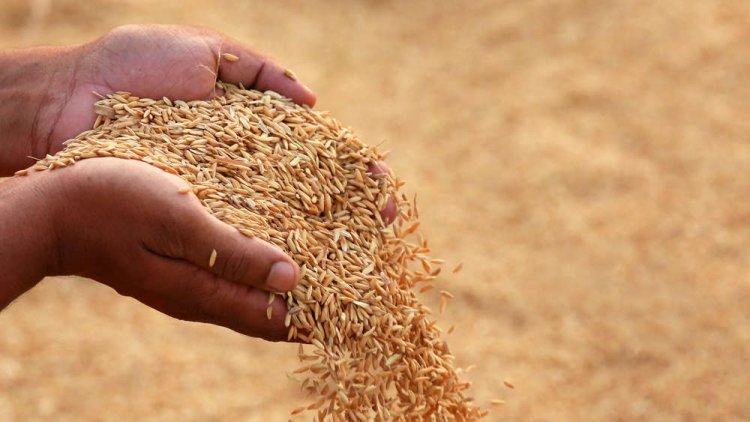 Fifth consecutive time: India invokes peace clause for rice in WTO