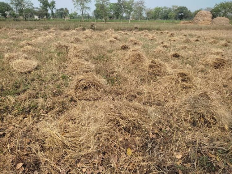 Wheat crops suffer damage due to untimely rain, hail 