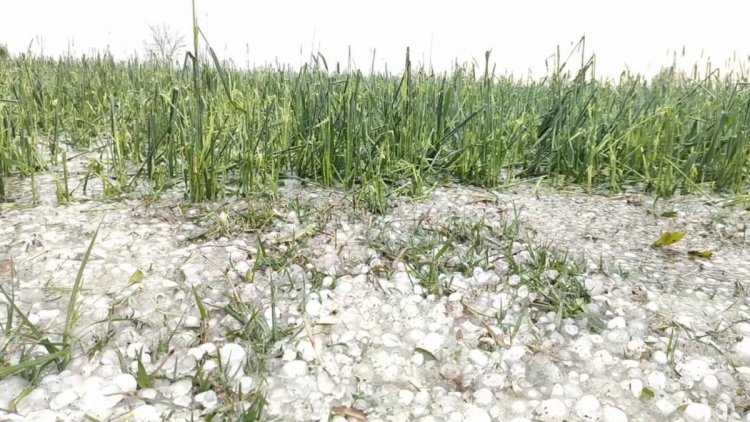 'Girdawari' ordered to assess crop loss due to hailstorm in Haryana