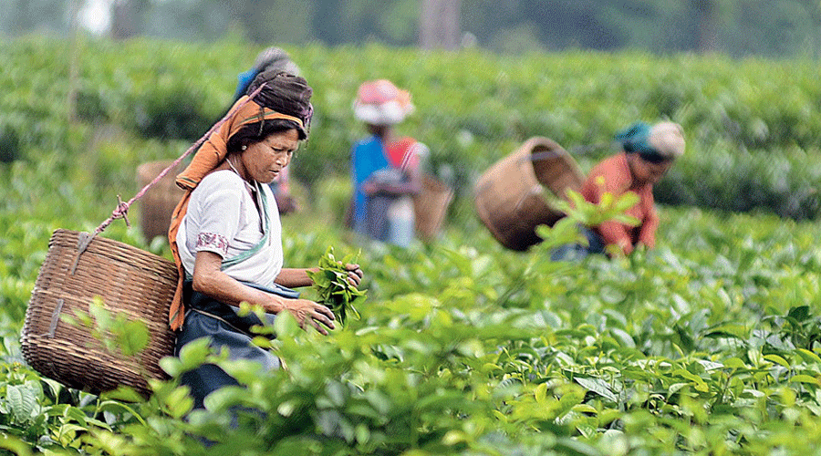 POLL-SNIPPETS: Tea industry holds key in North Bengal polls