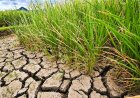 Karnataka announces Rs 2,500 aid for 50 lakh drought-hit farmers