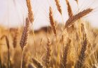 Global Wheat Outlook Improves as Timely Rains Ease Crop Concerns