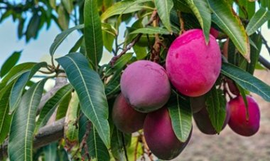 Mango, the growing health benefits of the ‘King of Fruits’
