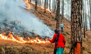 Forest fires in Uttarakhand leave five dead, burning of crop residues in the fields banned