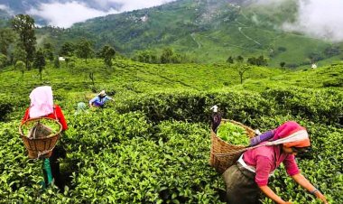 Tea production decreases by 14 percent in July due to uneven rainfall