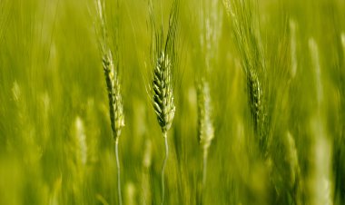 Technology Push: Indian seed sector bats for a resilient agriculture sector