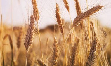 Govt's challenge increases on wheat, procurement may remain at last year's level   