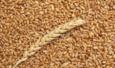 Why import of wheat may become inevitable in a year of 'record production'