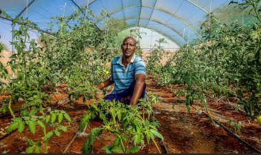 Agriculture food system causes 31% emissions, it is necessary to reduce it for net zero target: World Bank report