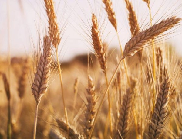 Global Wheat Outlook Improves as Timely Rains Ease Crop Concerns