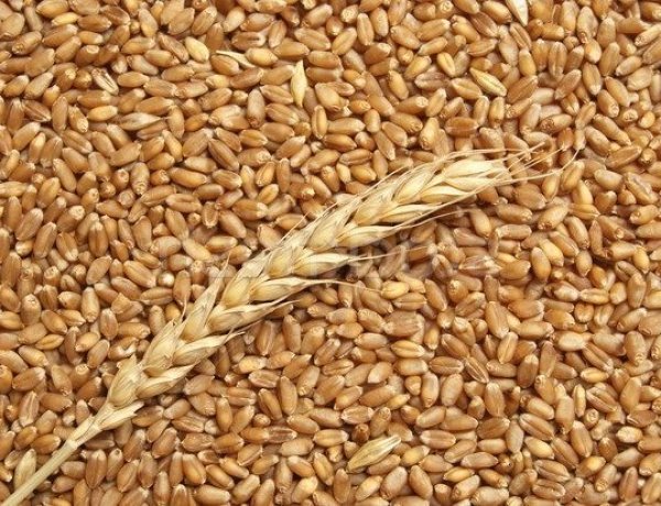 India Allows 25 LMT More Wheat Exports To Prevent Distress Sales and Stabilise Markets