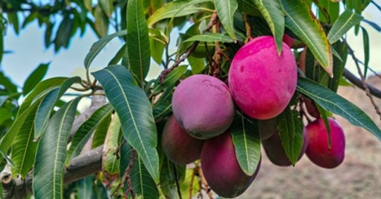 Mango, the growing health benefits of the ‘King of Fruits’